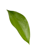 leaf-homebanner-ishtaa