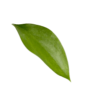 leaf-reviews-ishtaa